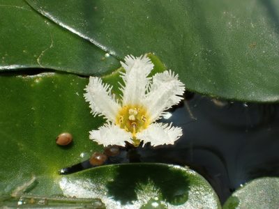 Nymphoides coreana, photographed by 葉子