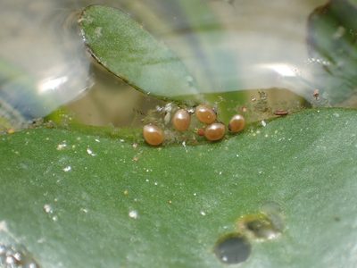 Nymphoides coreana, photographed by 葉子