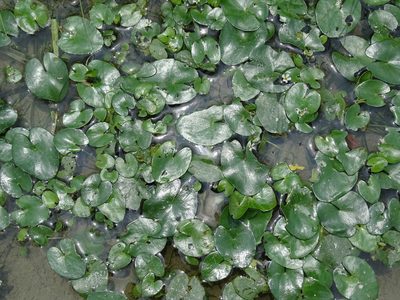 Nymphoides coreana, photographed by 葉子