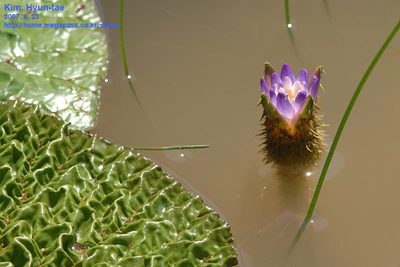 Euryale ferox, photographed by Kim, Hyun-tae