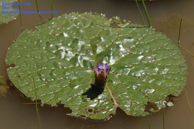 Euryale ferox, photographed by Kim, Hyun-tae