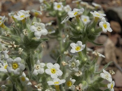 Oreocarya flavoculata, photographed by Jim Morefield
