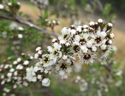 Kunzea serotina, photographed by Alice Shanks