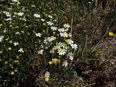 Gutierrezia solbrigii, photographed by Guillermo Debandi
