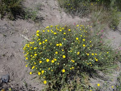 Grindelia brachystephana, photographed by Guillermo Debandi