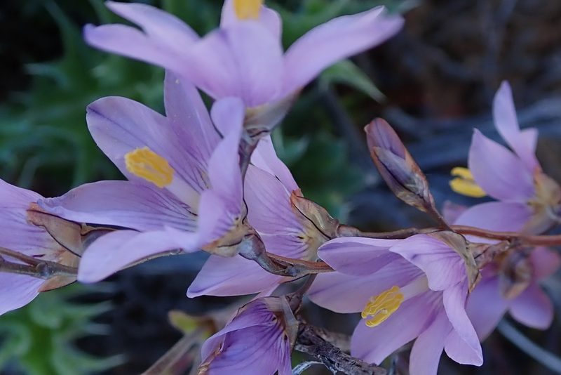 Ixia marginifolia, photographed by Peter Warren