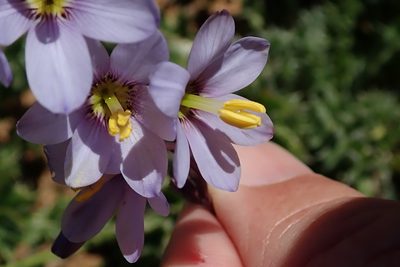 Ixia marginifolia, photographed by Peter Warren