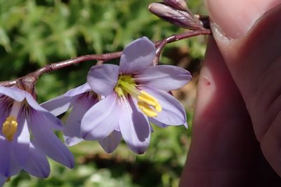 Ixia marginifolia, photographed by Peter Warren