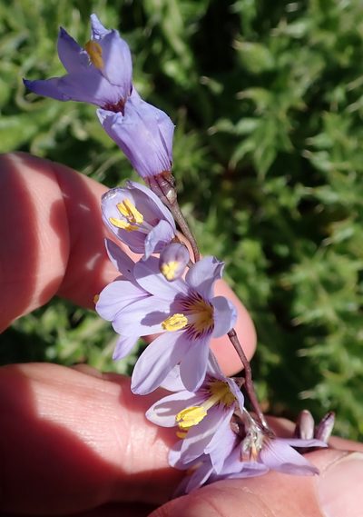 Ixia marginifolia, photographed by Peter Warren