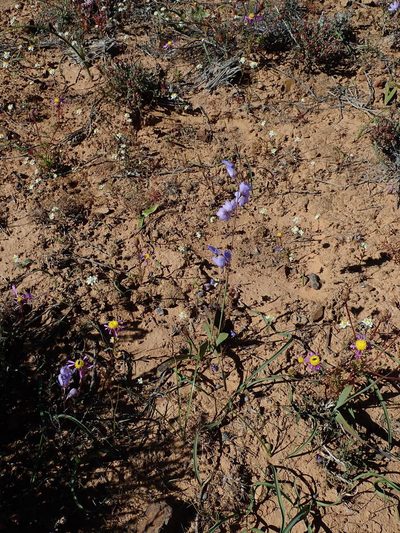 Ixia marginifolia, photographed by Peter Warren