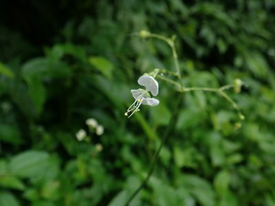 Aneilema scaberrimum, photographed by Meng-Ying Tsai