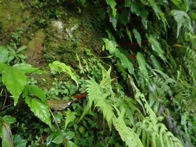 Hylodesmum leptopus, photographed by Meng-Ying Tsai