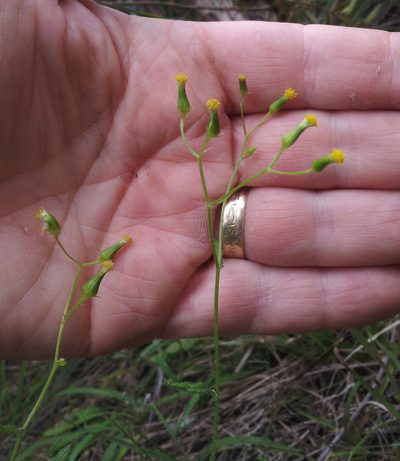 Senecio scaberulus, photographed by Peter de Lange