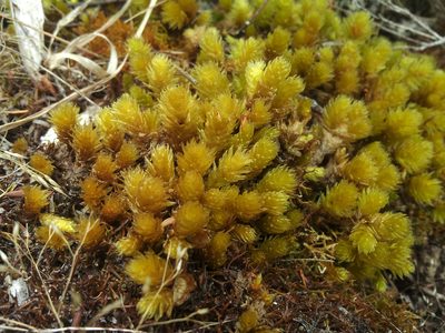 Pulchrinodus inflatus, photographed by Peter de Lange