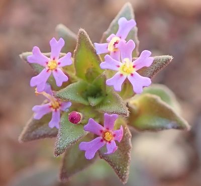 Zaluzianskya minima, photographed by Peter Warren