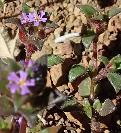 Zaluzianskya minima, photographed by Peter Warren