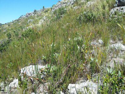 Roella amplexicaulis, photographed by Chris Vynbos