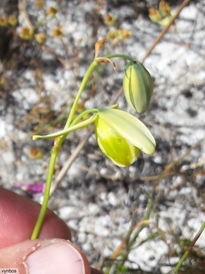 Albuca juncifolia, photographed by Chris Vynbos