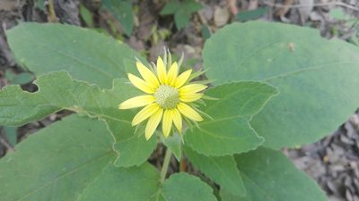 Vigethia mexicana, photographed by Luc Wyn
