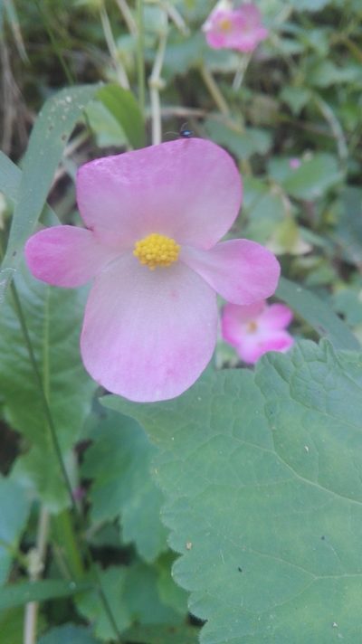 Begonia uniflora, photographed by Luc Wyn