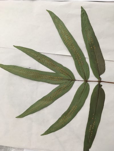 Serpocaulon triseriale, photographed by Daniel Pineda Vera