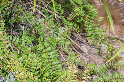 Coriaria kingiana, photographed by Jeremy Rolfe