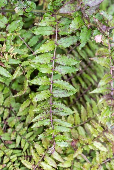 Coriaria kingiana, photographed by Jeremy Rolfe