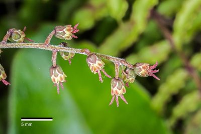 Coriaria kingiana, photographed by Jeremy Rolfe
