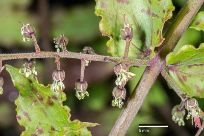 Coriaria kingiana, photographed by Jeremy Rolfe
