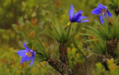 Vellozia compacta, photographed by Ronald Péret