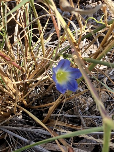 Ipomoea cardiophylla, photographed by CK2AZ