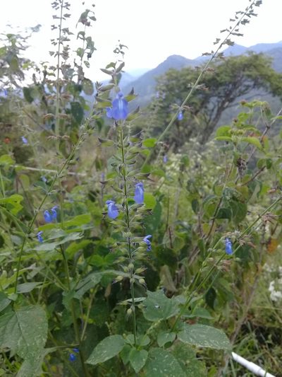 Salvia leptostachys, photographed by Dayan Romero