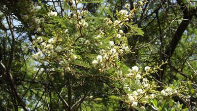 Mimosa galeottii, photographed by Dayan Romero