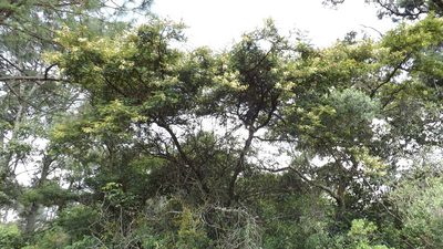 Mimosa galeottii, photographed by Dayan Romero