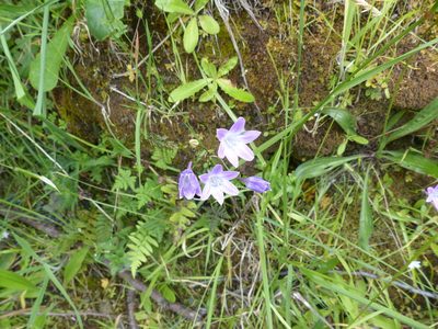 Triteleia bridgesii, photographed by eamonccorbett