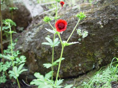 Potentilla thurberi, photographed by Gordon C. Snelling