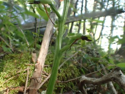 Platanthera hookeri, photographed by Ian Manning