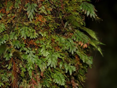 Hymenophyllum revolutum, photographed by Katja Schulz