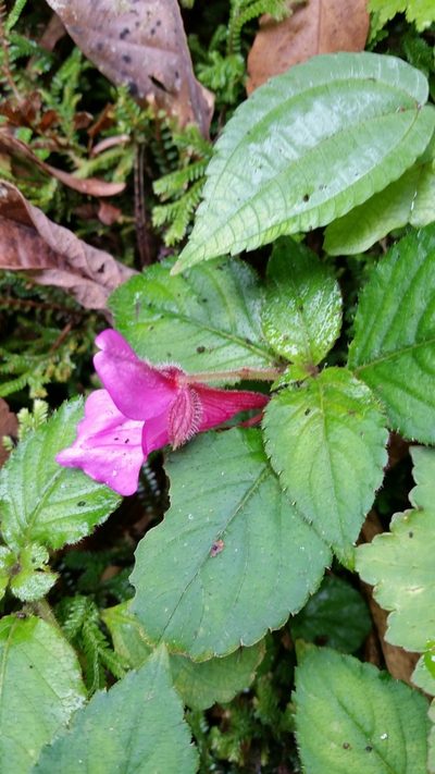 Impatiens napoensis, photographed by Eugene Popov
