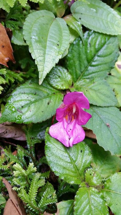 Impatiens napoensis, photographed by Eugene Popov