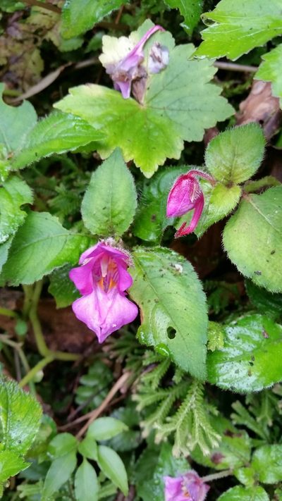 Impatiens napoensis, photographed by Eugene Popov