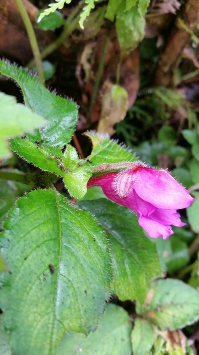 Impatiens napoensis, photographed by Eugene Popov