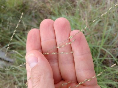 Panicum coloratum, photographed by Cleveland Powell