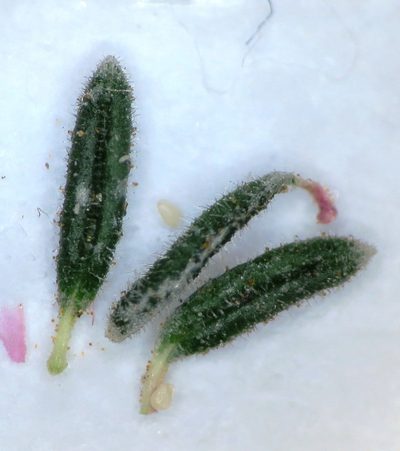 Erica oreophila, photographed by linkie