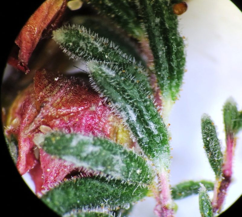 Erica oreophila, photographed by linkie