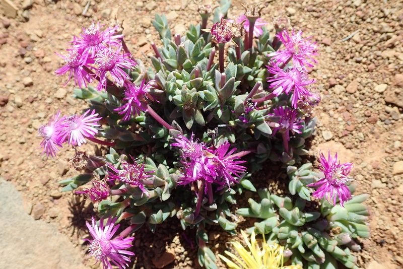 Antimima prolongata, photographed by Peter Warren