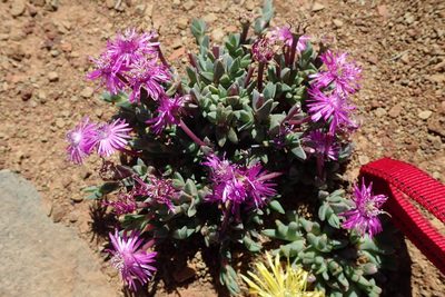 Antimima prolongata, photographed by Peter Warren