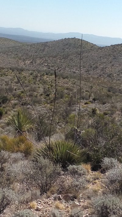 Parthenium argentatum, photographed by Tereso Hernández Morales
