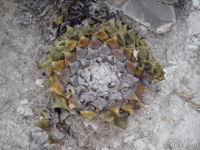 Ariocarpus retusus, photographed by Tereso Hernández Morales