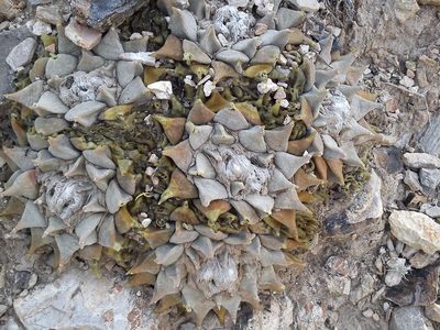 Ariocarpus retusus, photographed by Tereso Hernández Morales